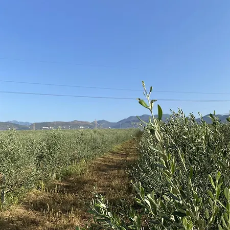 Tenuta Degli Ulivi - Dimora Contadina