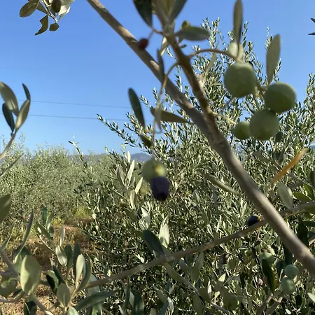 Tenuta Degli Ulivi - Dimora Contadina * Montecorvino Rovella
