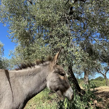 Tenuta Degli Ulivi - Dimora Contadina Montecorvino Rovella