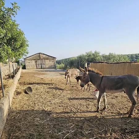 Tenuta Degli Ulivi - Dimora Contadina * Montecorvino Rovella