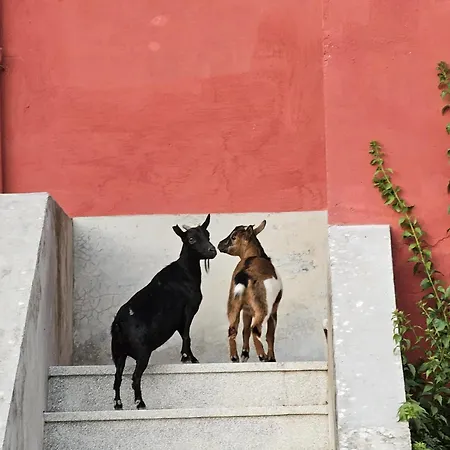 Tatil Evi Tenuta Degli Ulivi - Dimora Contadina Montecorvino Rovella
